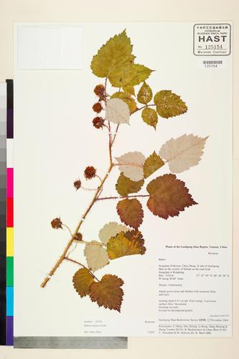 Rubus irritans photo 7