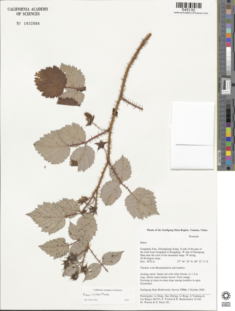 Rubus irritans photo 8