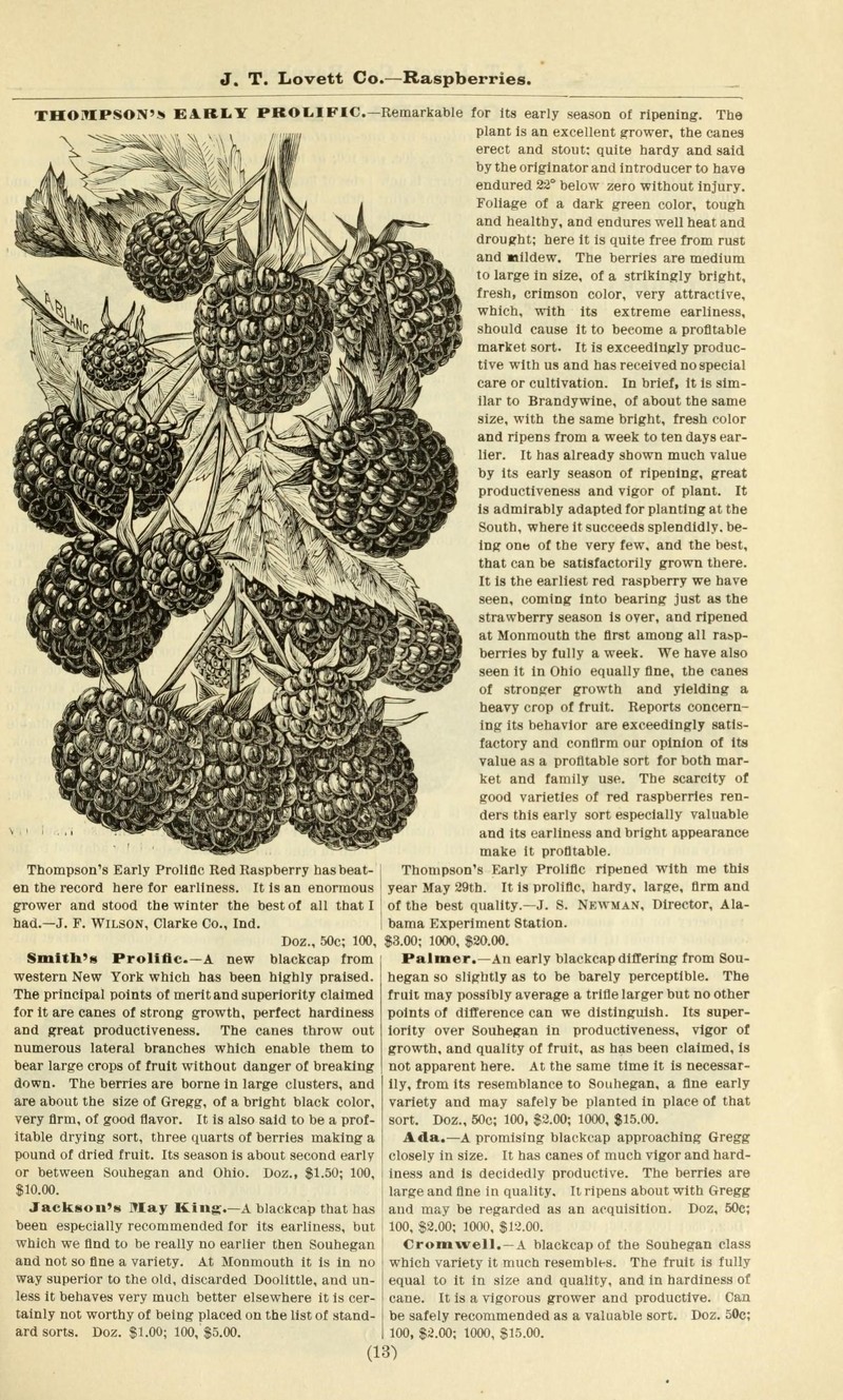 Ithaca Blackberry