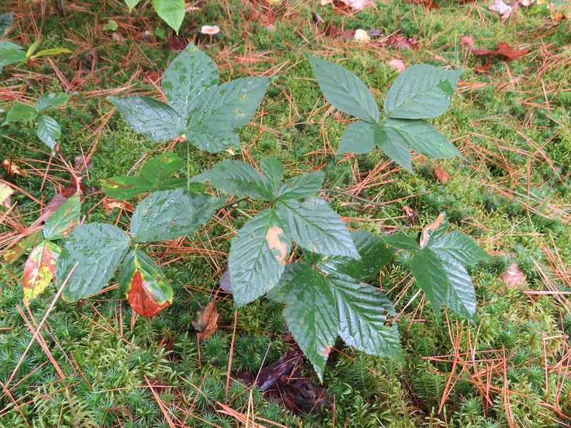 Spreading Dewberry