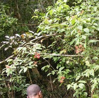 Rubus jamaicensis
