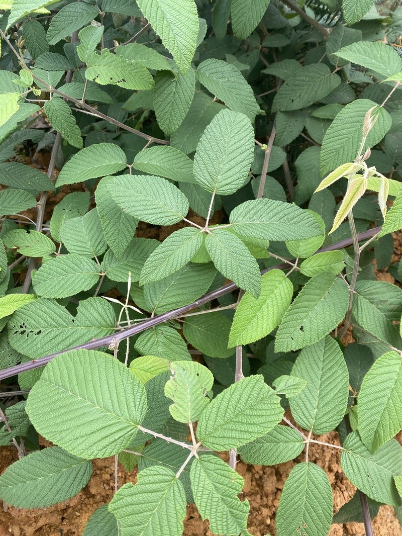 Rubus jamaicensis photo 3