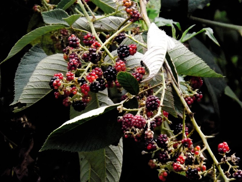 Rubus jamaicensis photo 4