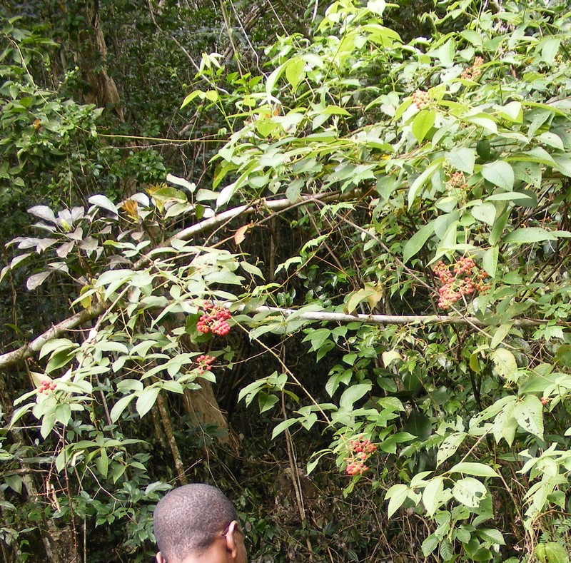 Rubus jamaicensis photo 5