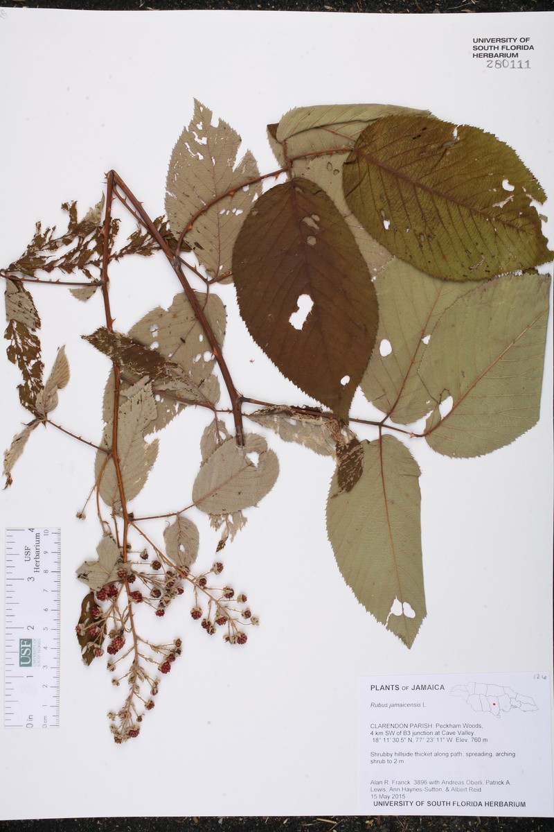 Rubus jamaicensis photo 6