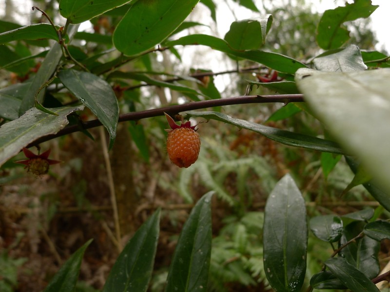 Rubus jambosoides