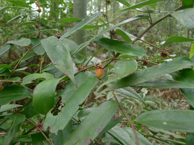 Rubus jambosoides photo 5