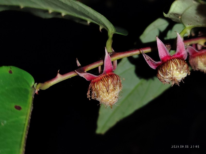 Rubus jambosoides photo 6