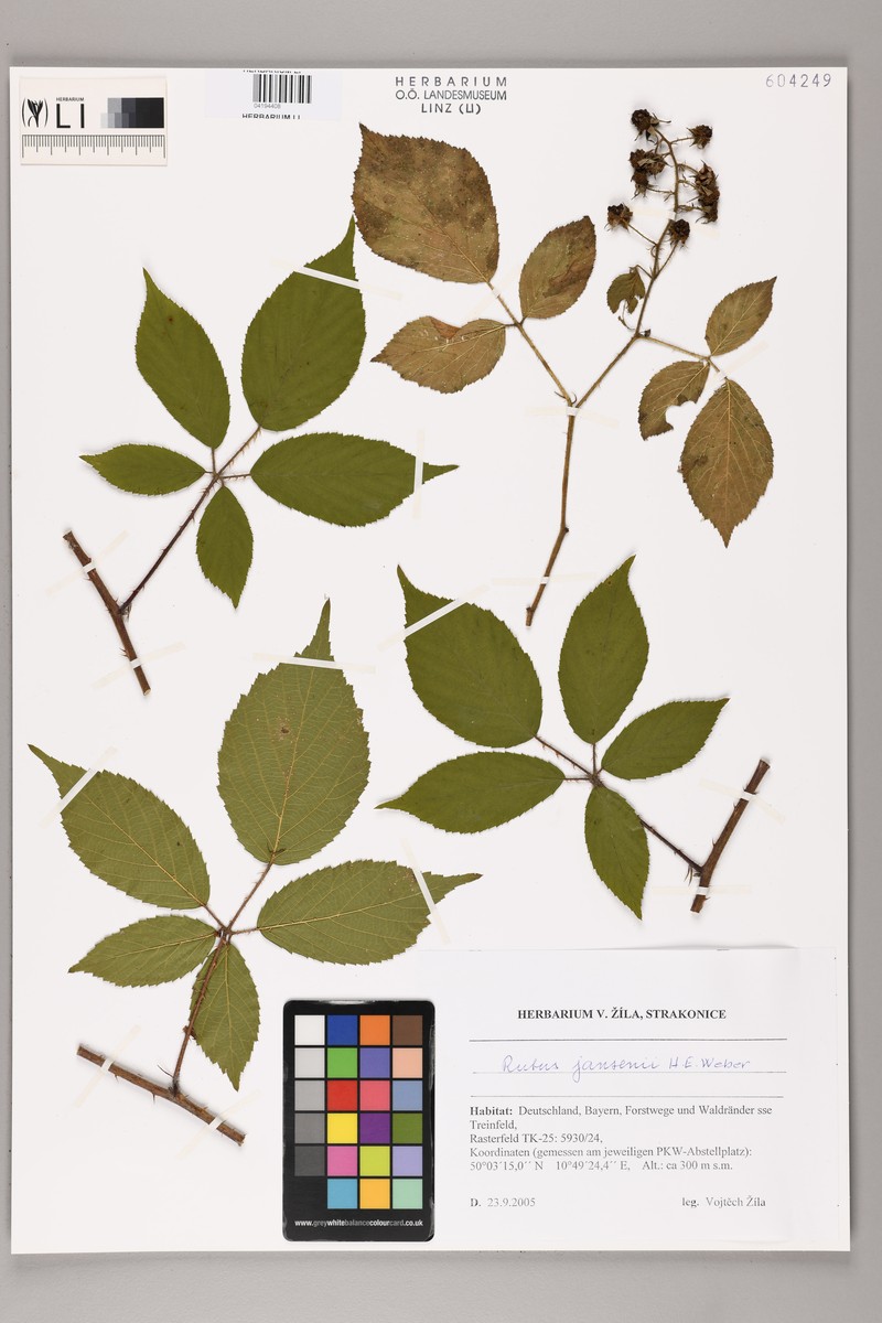 Rubus jansenii
