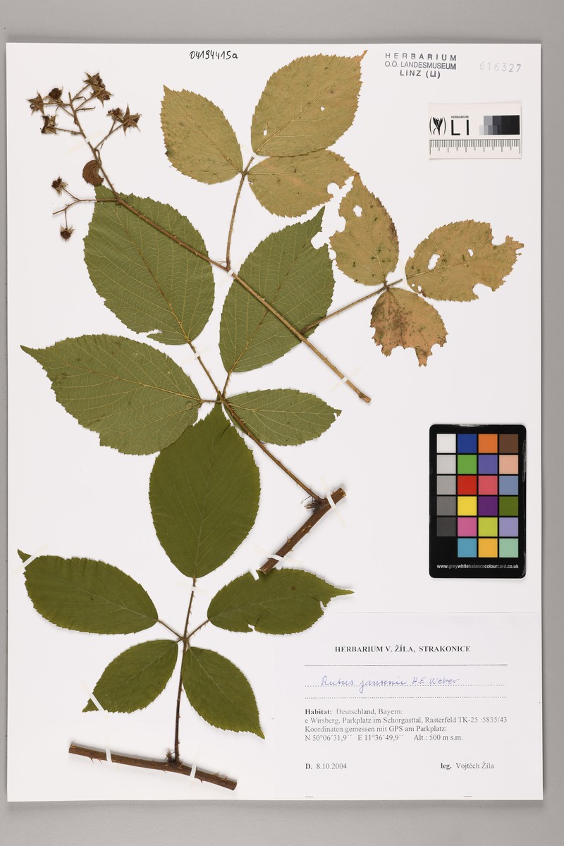Rubus jansenii photo 2