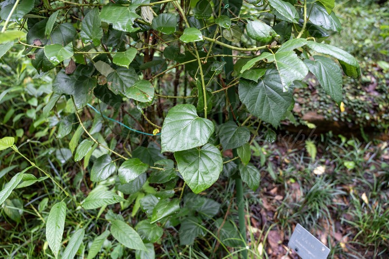 Rubus jianensis