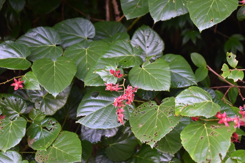 Rubus jianensis photo 2