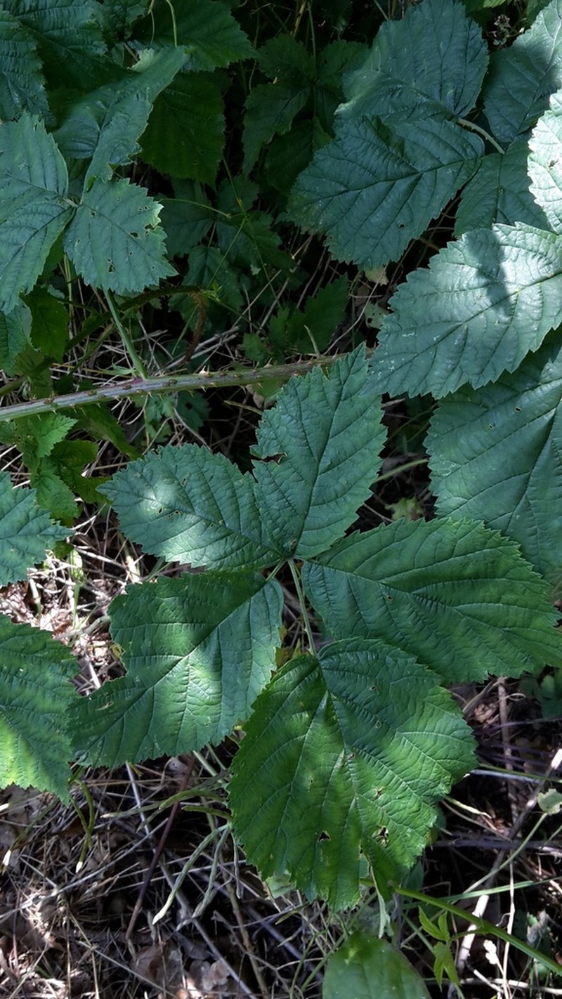 Rubus josefianus photo 2
