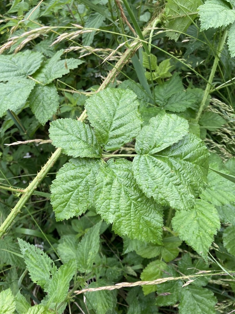 Rubus josefianus photo 3