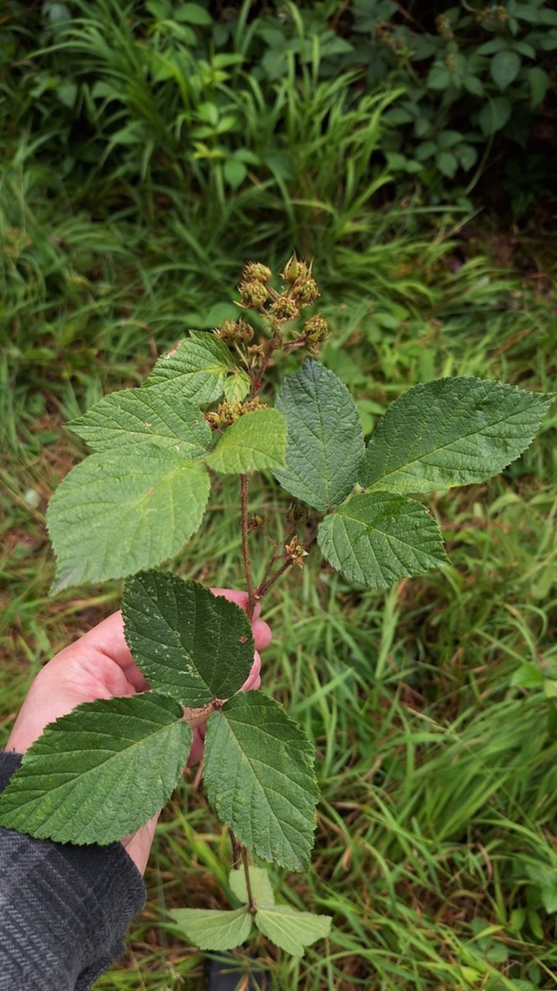 Rubus josholubii