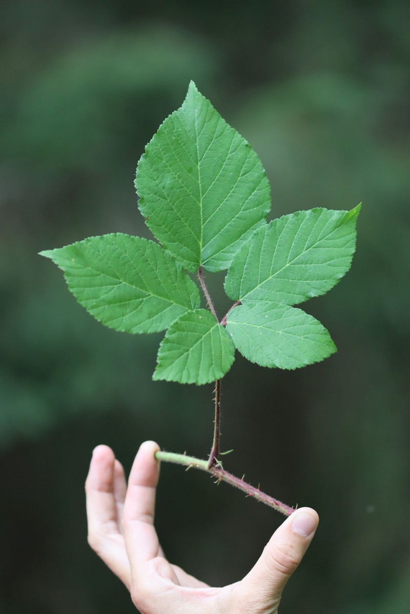 Rubus josholubii photo 2