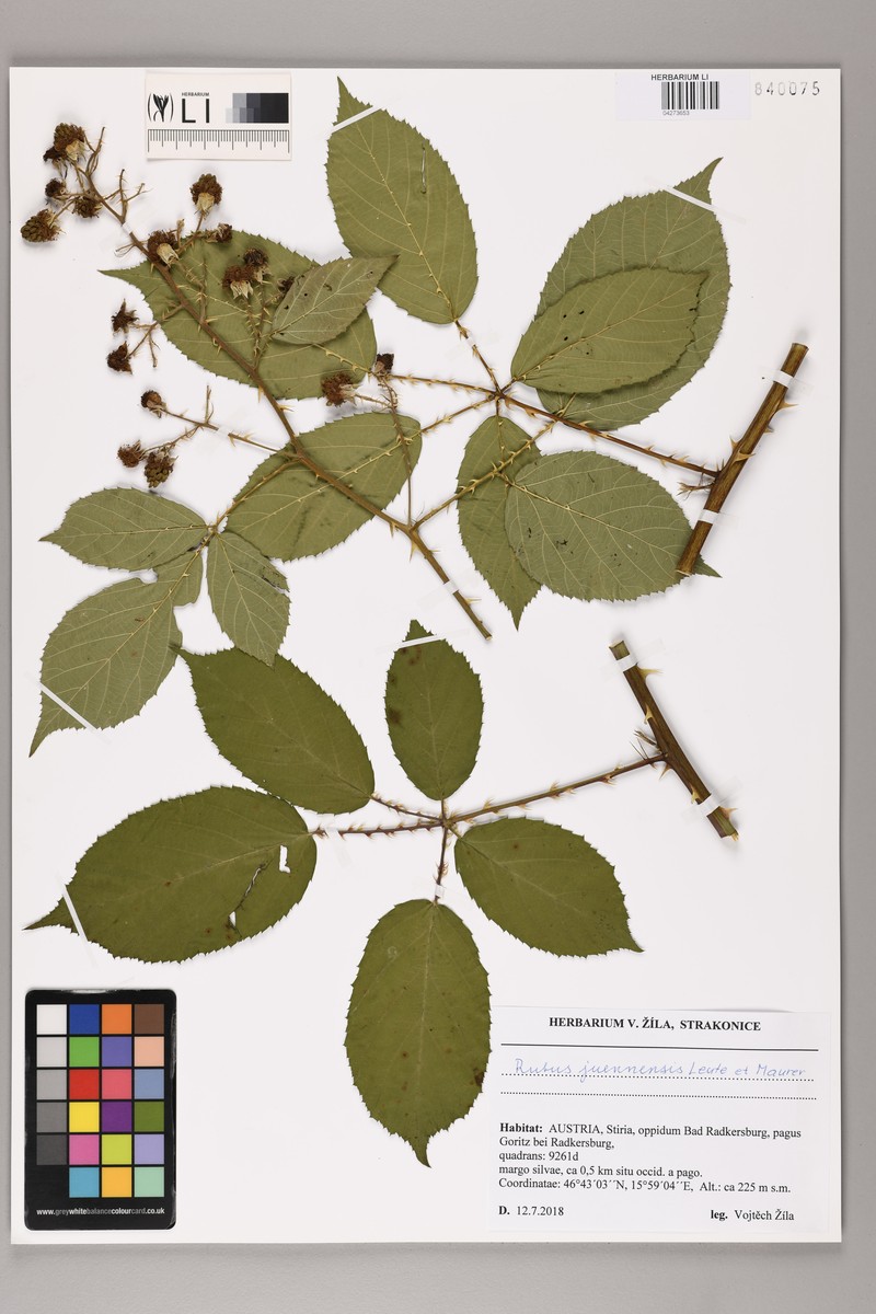 Rubus juennensis