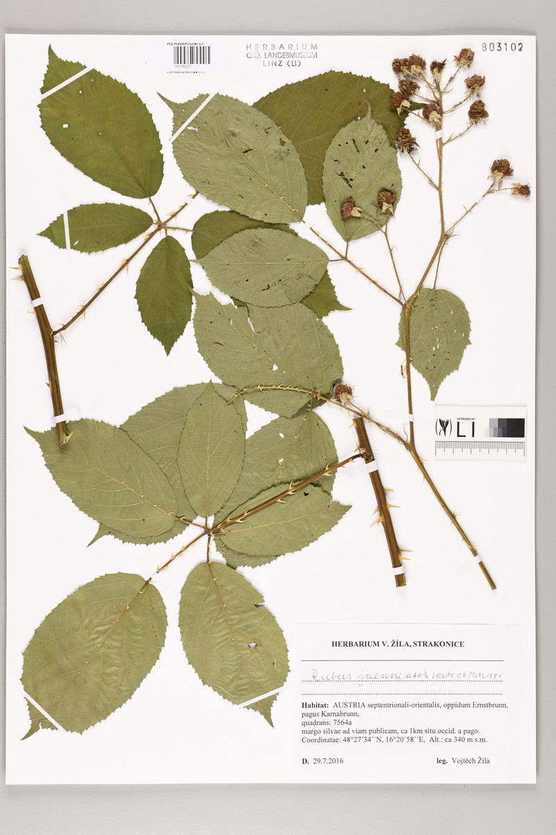 Rubus juennensis photo 2