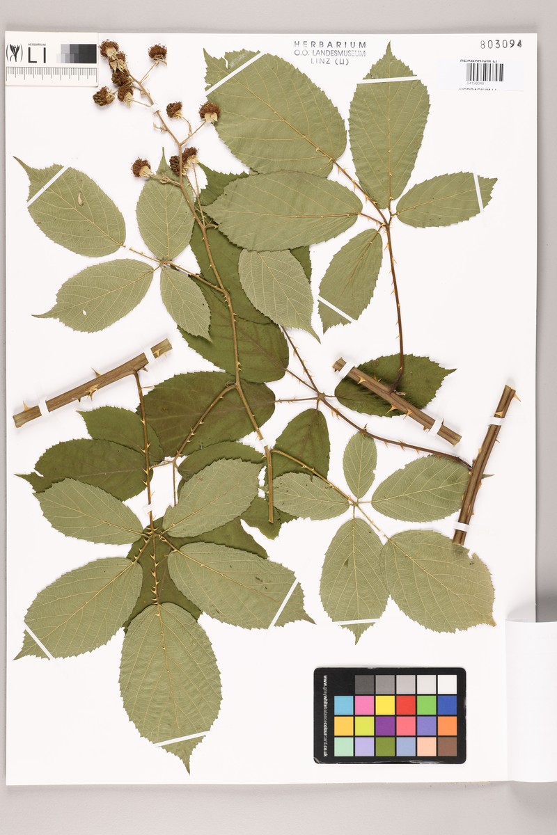 Rubus juennensis photo 3