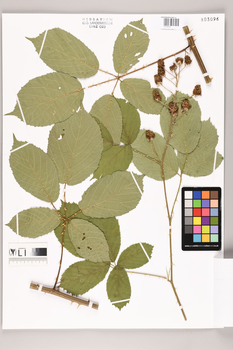Rubus juennensis photo 4