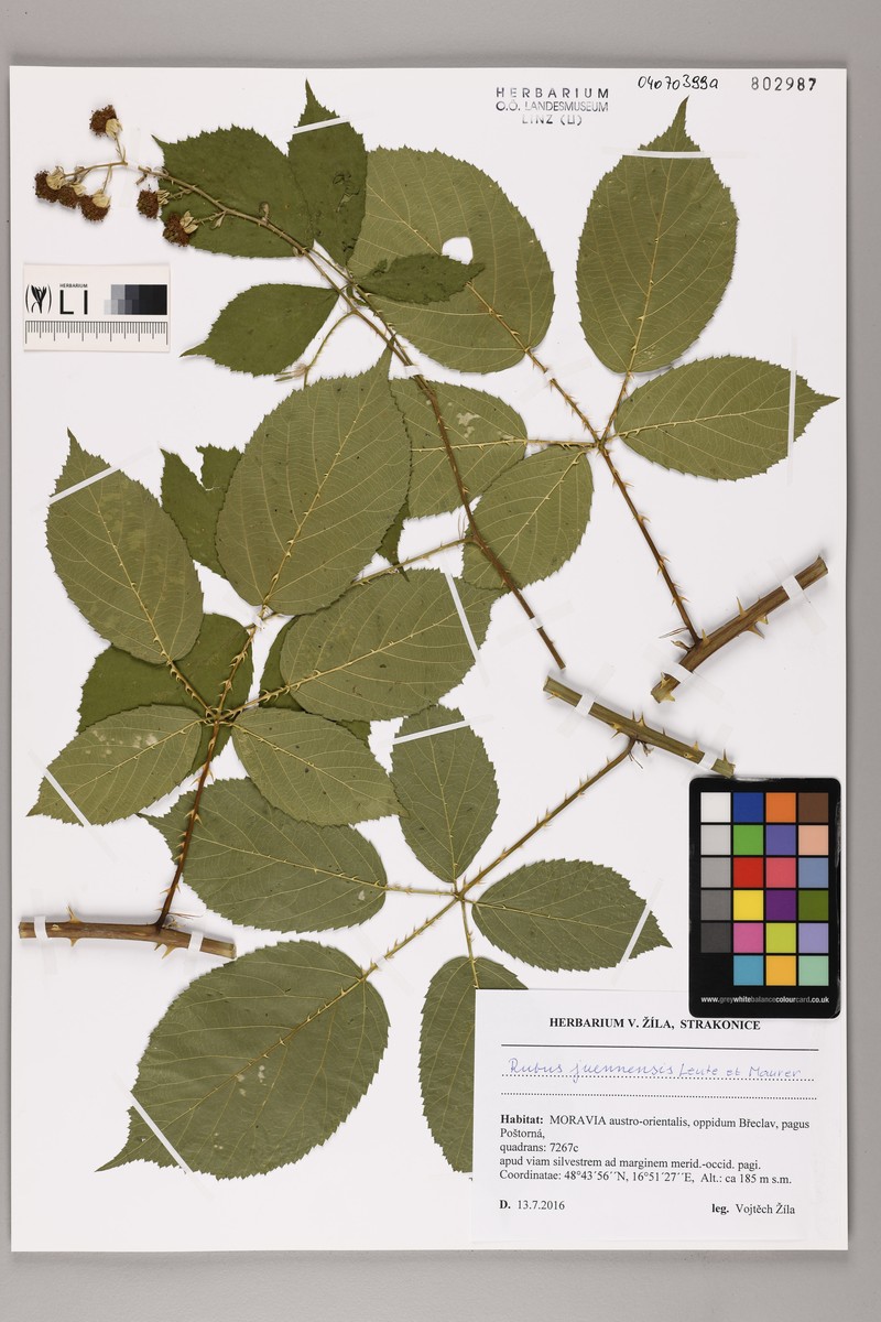 Rubus juennensis photo 5