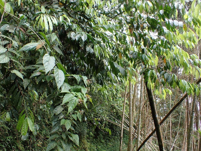 Rubus kawakamii