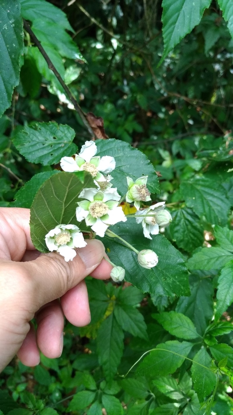 Rubus kawakamii photo 2