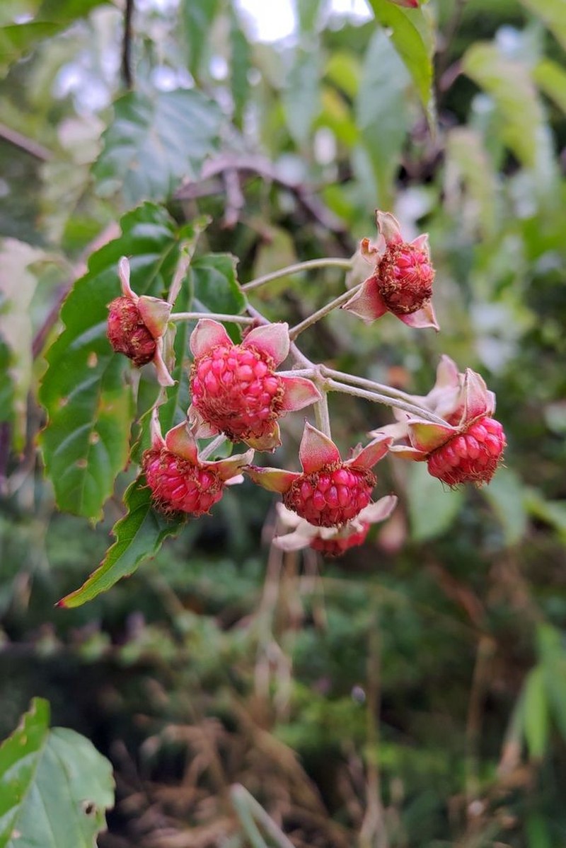 Rubus kawakamii photo 3