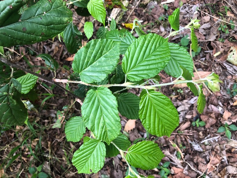 Rubus kawakamii photo 4