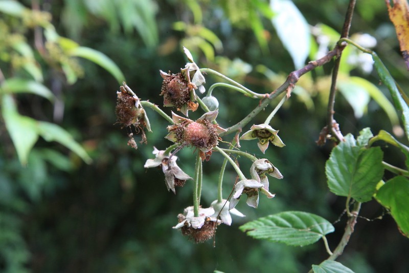 Rubus kawakamii photo 5