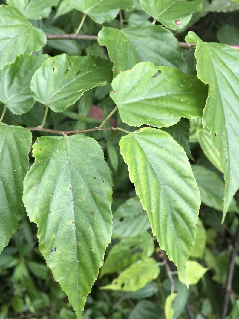 Rubus kawakamii photo 6
