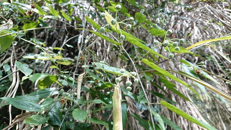 Rubus kawakamii photo 7