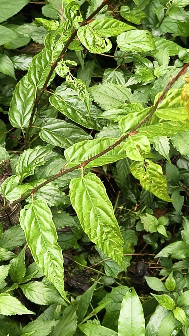 Rubus kawakamii photo 8