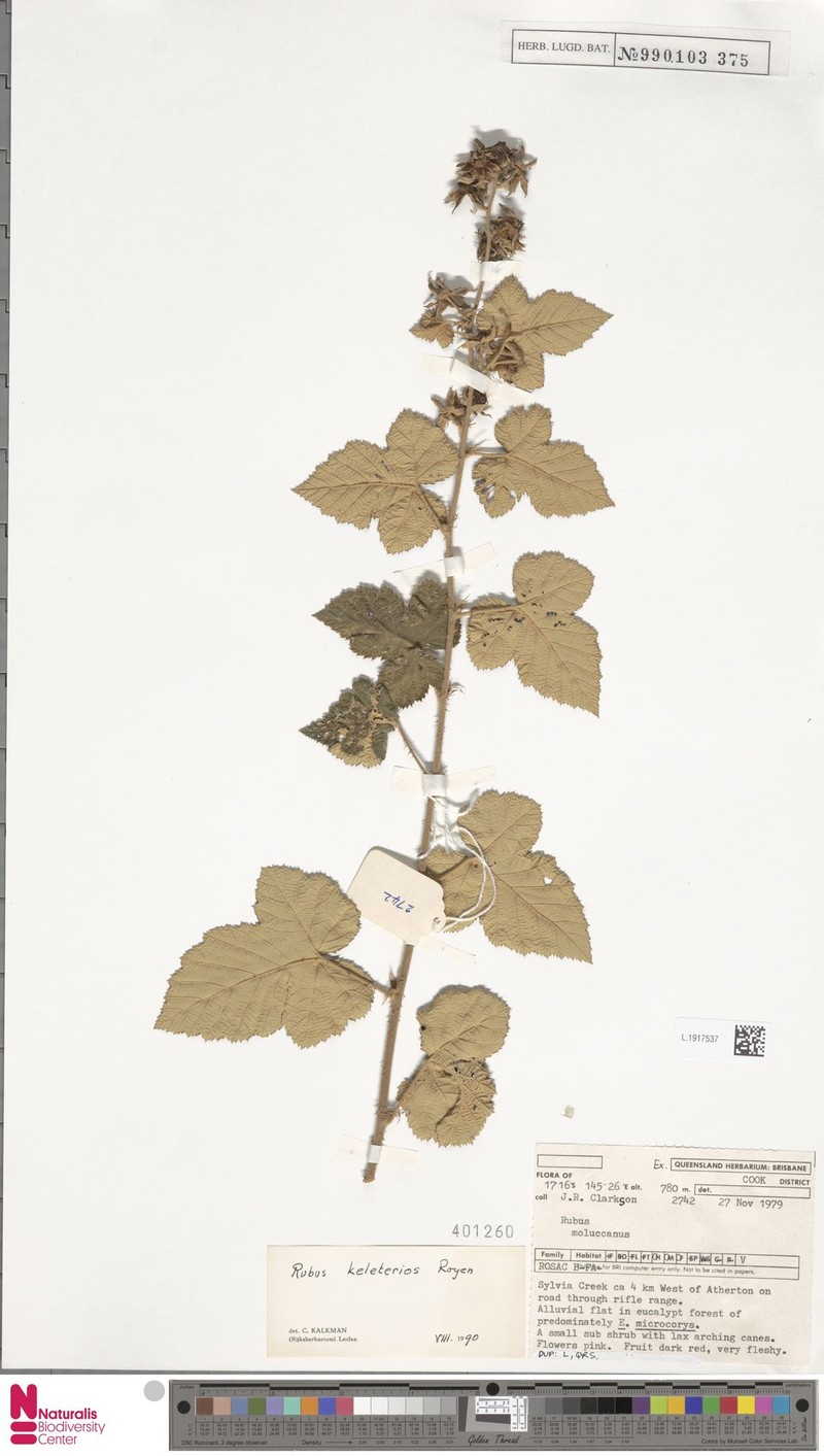 Rubus keleterios