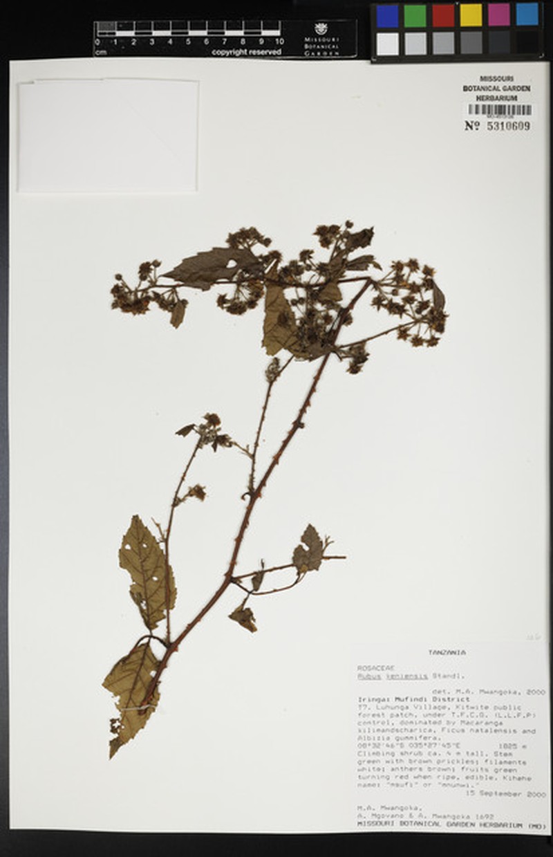 Rubus keniensis photo 2