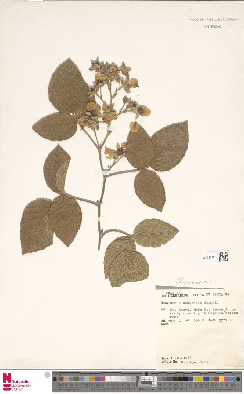 Rubus keniensis photo 3