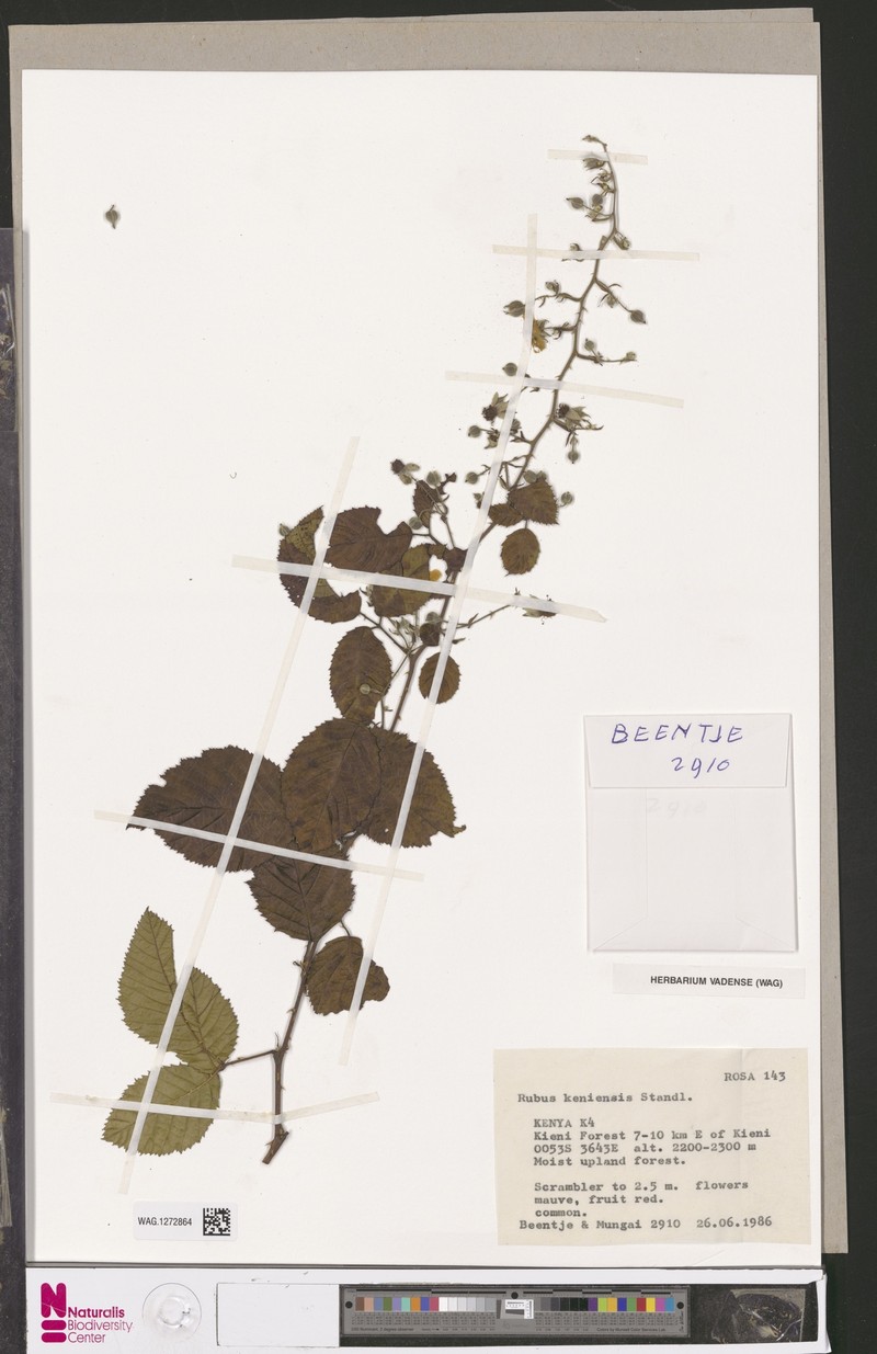 Rubus keniensis photo 4