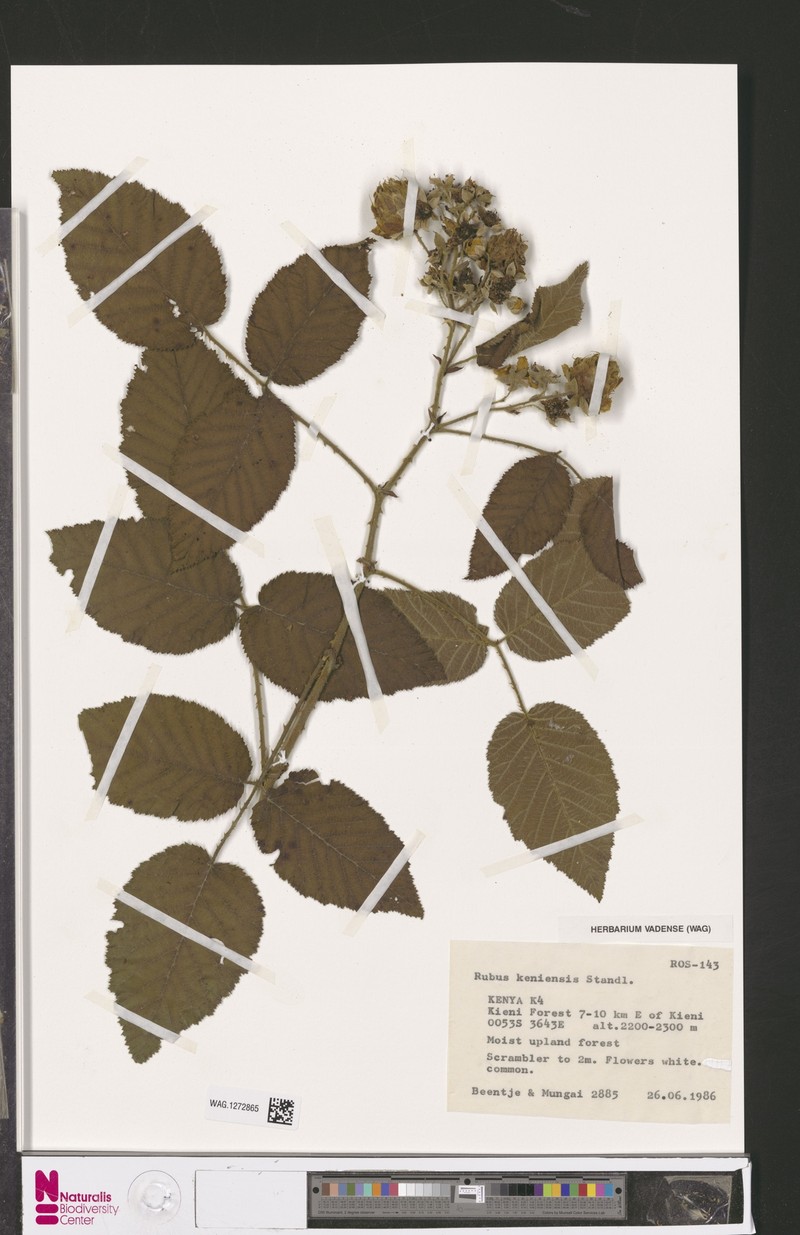 Rubus keniensis photo 5