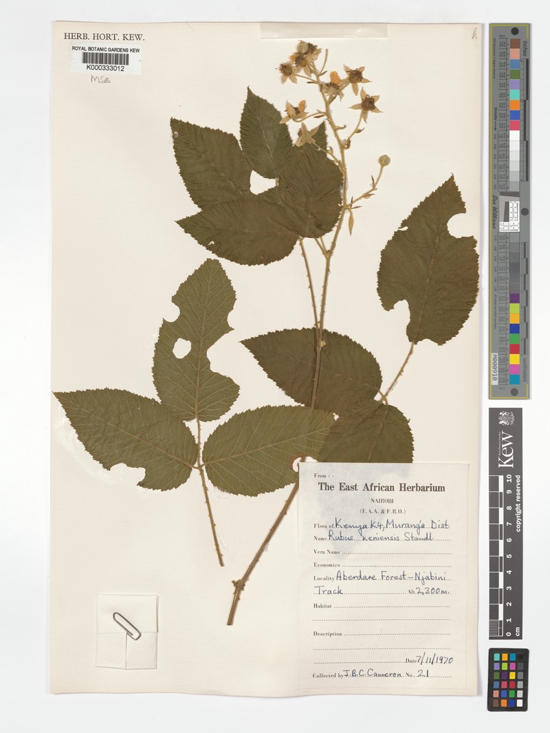 Rubus keniensis photo 7