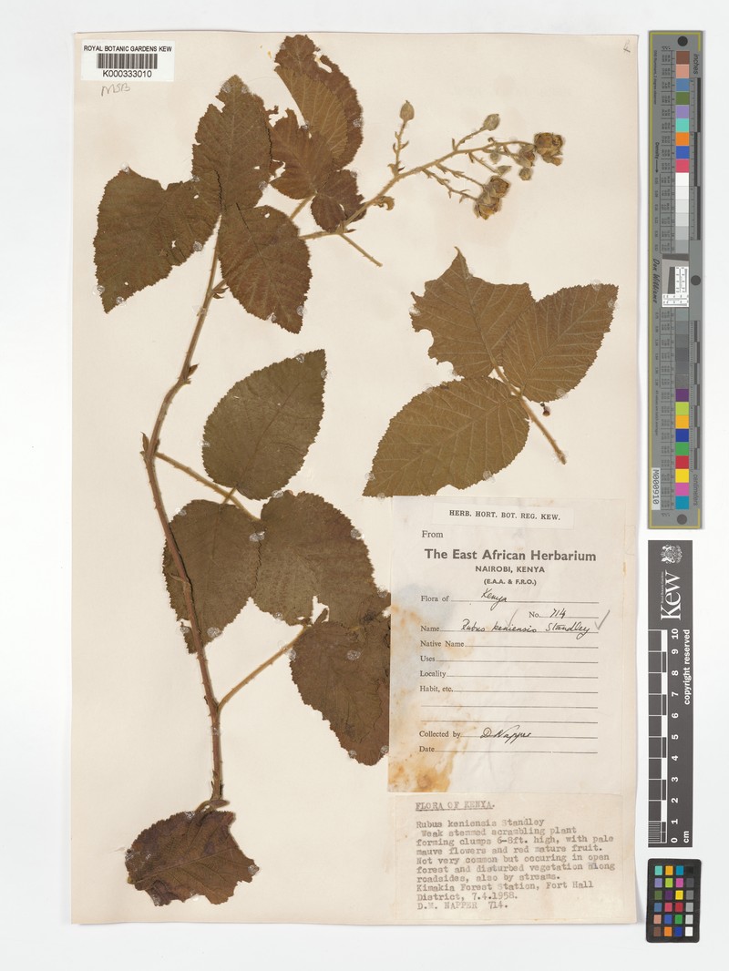 Rubus keniensis photo 8