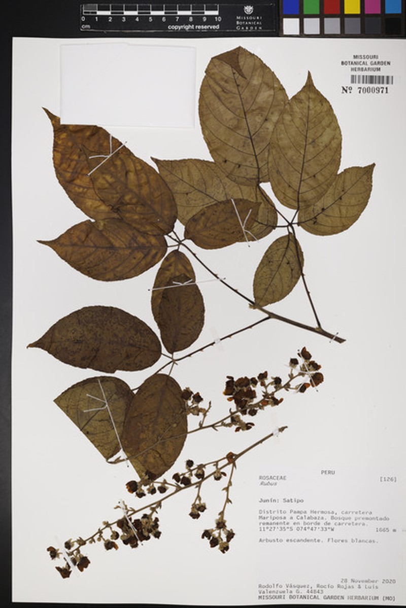 Rubus killipii