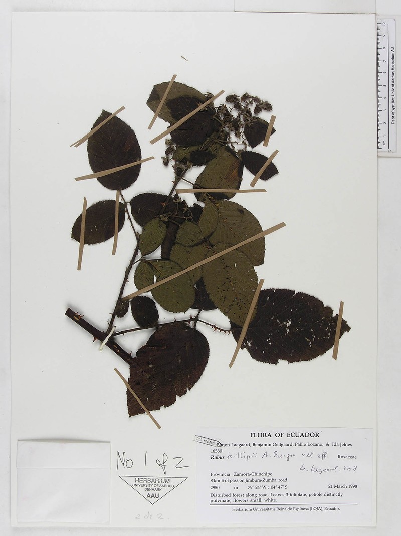 Rubus killipii photo 2