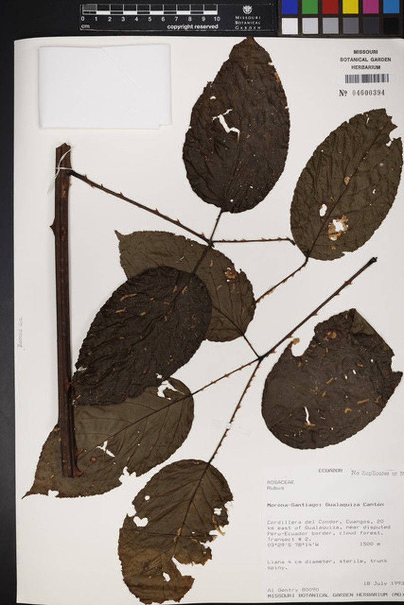 Rubus killipii photo 3