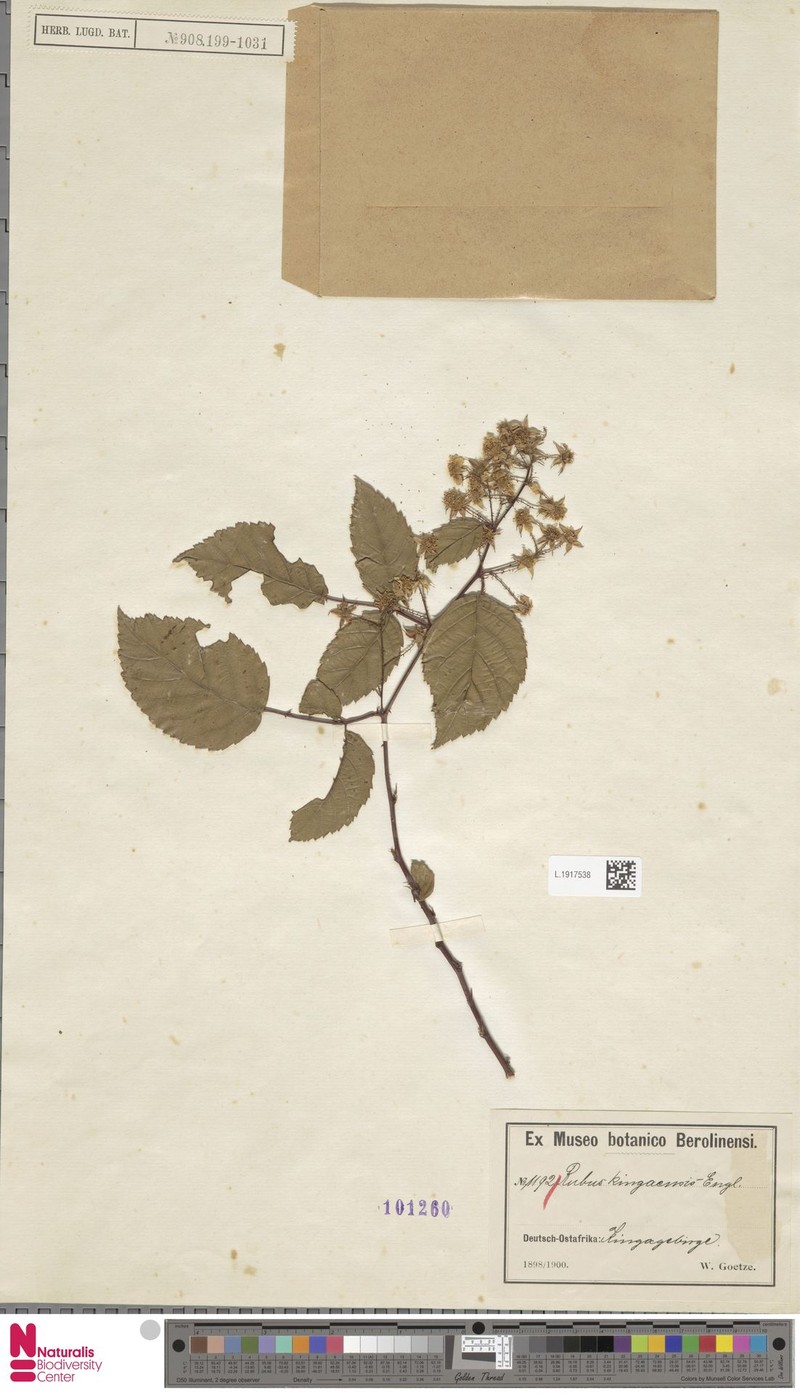 Rubus kingaensis