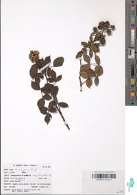 Rubus kirungensis