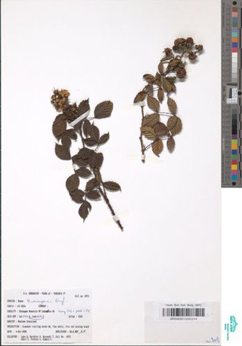 Rubus kirungensis
