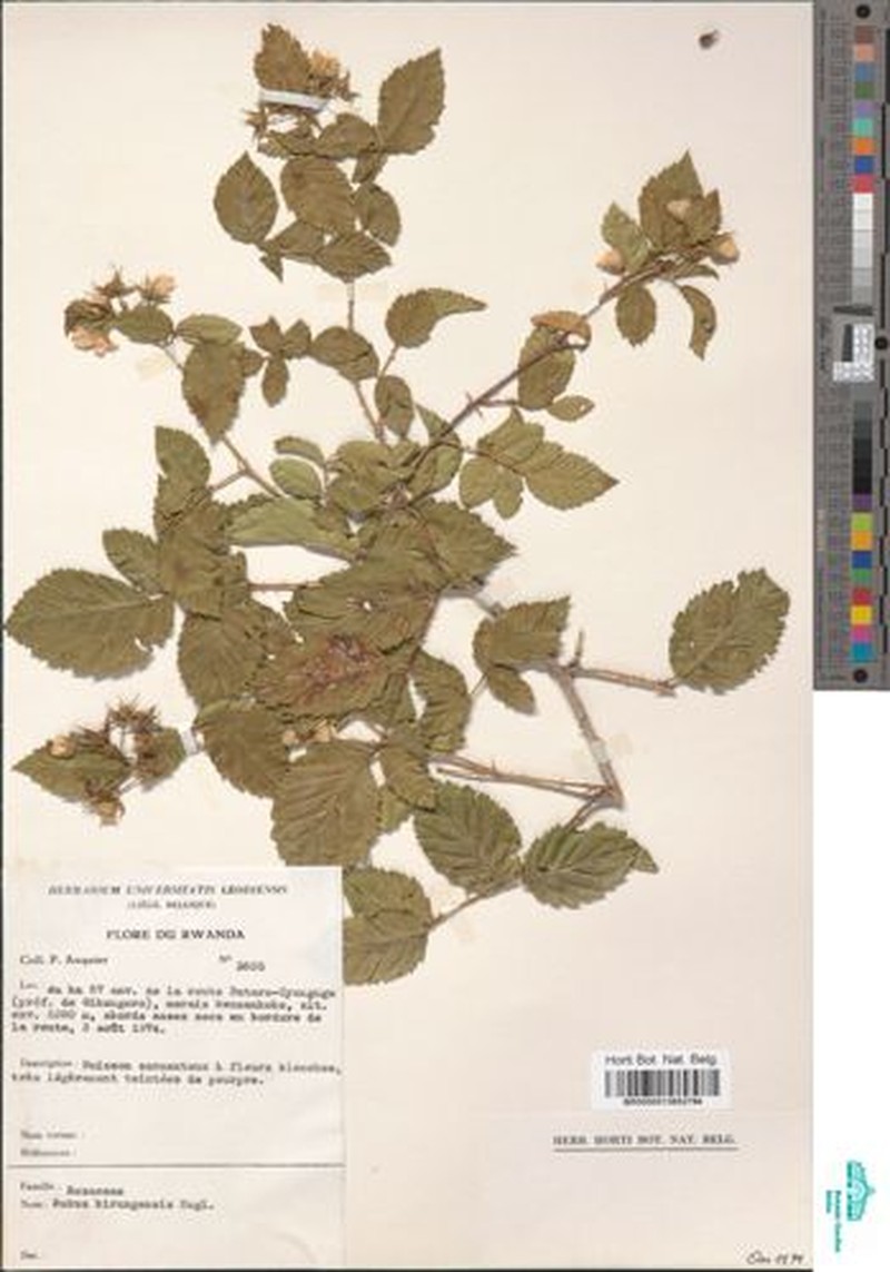 Rubus kirungensis photo 2