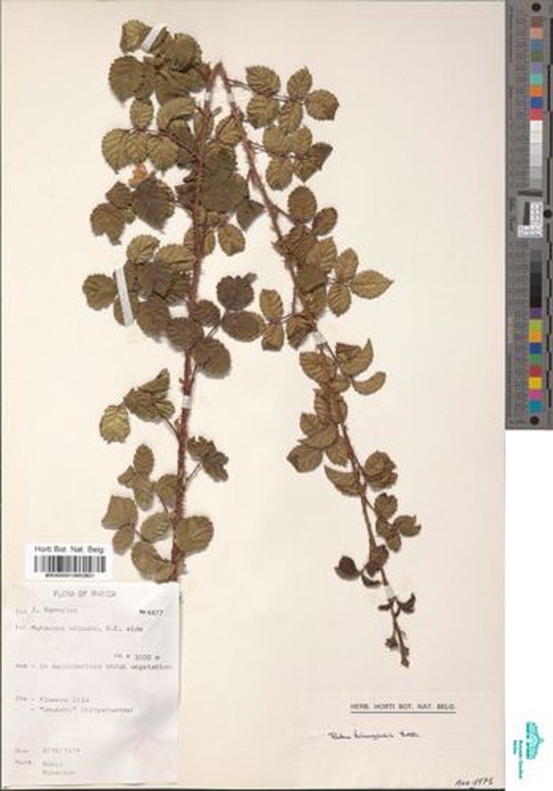 Rubus kirungensis photo 3