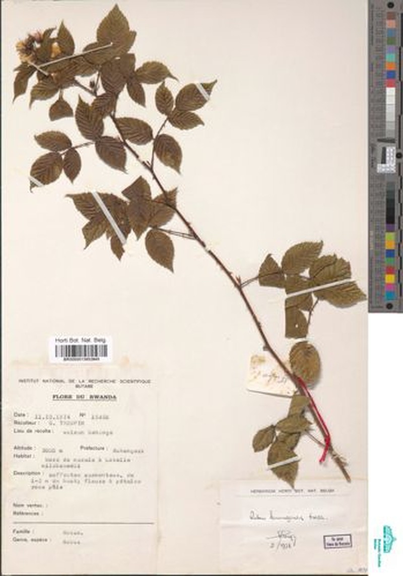 Rubus kirungensis photo 4