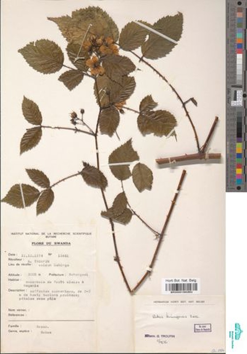 Rubus kirungensis photo 5